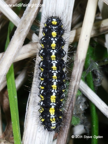 2068 Scarlet Tiger (Callimorpha dominula) caterpillar
