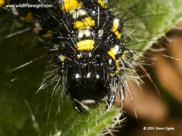 2068 Scarlet Tiger (Callimorpha dominula)  caterpillar