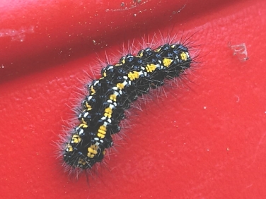 Scarlet Tiger caterpillar - recorder Joe Mcgee