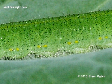 Small White caterpillar (Pieris rapae) © 2013 Steve Ogden