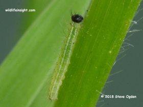 Speckled Wood Butterfly 5 day old  3 mm caterpillar  © 2018 Steve Ogden