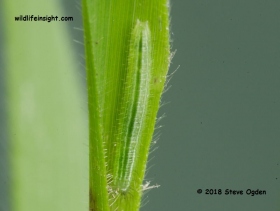 Speckled Wood Butterfly 7 mm 12 day old caterpillar © 2018 Steve Ogden