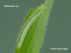 Speckled Wood Butterfly 19 day old  10 mm caterpillar  © 2018 Steve Ogden