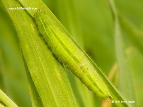 Speckled Wood butterfly (Pararge aegeria) caterpillar