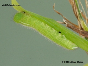 Speckled Wood prepupating caterpillar (Pararge aegeria) © 2018 Steve Ogden