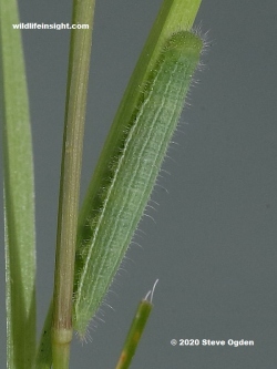 Wall-Brown-caterpillar-7175