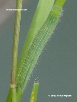 Final instar Wall-Brown-caterpillar-7186