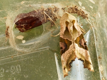 2306 Angle Shades (Phlogophora meticulosa) - emerged from pupa