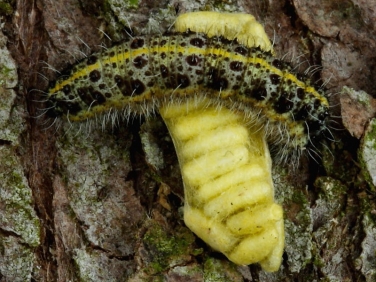 Apanteles glomeratus pupae on Large White butterfly caterpillar