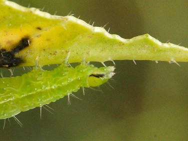 2441 Siver Y ( Autographa gamma) caterpillar head with black streak