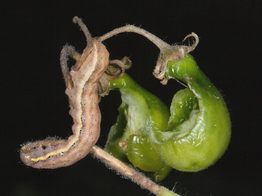 2160 Bright-line Brown-eye (Lacanobia oleracea) - caterpillar