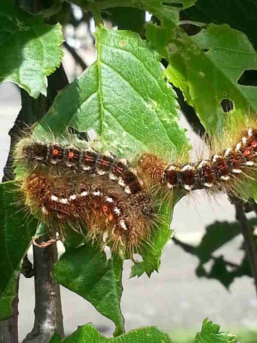 2029 Brown-tail moth caterpillar infestation