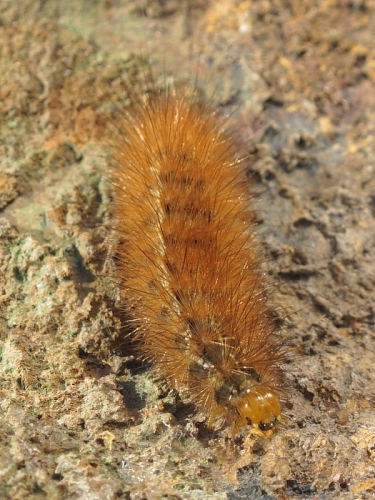 2061 Buff Ermine (Spilosoma luteum) - showing light brown head of caterpillar