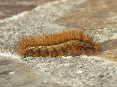 2061 Buff Ermine (Spilosoma luteum) - larva