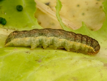 2154 Cabbage Moth (Mamestra brassicae) caterpillar feeding on cabbage
