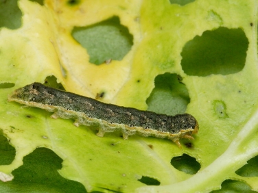 2154 Cabbage Moth (Mamestra brassicae) caterpillar feeding on cabbage
