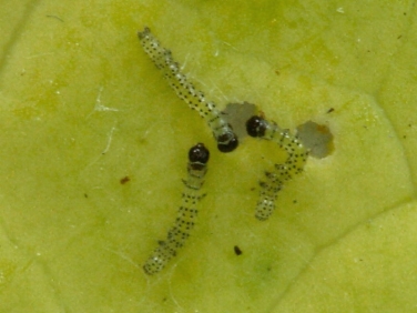 2154 Cabbage Moth (Mamestra brassicae) newly hatched caterpillars