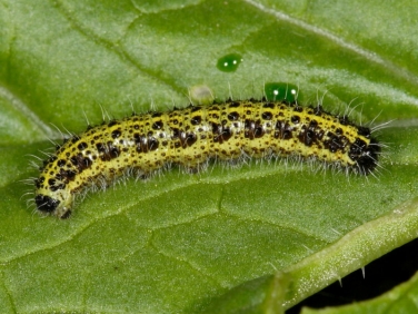 1549 Large White or Cabbage White Butterfly (Pieris brassicae) - caterpillar feeding on brassica vegetable leaf
