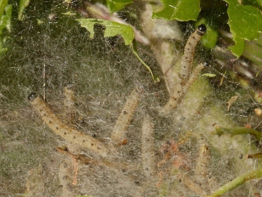 Caterpillar web probably of Orchard Ermine Yponomeuta padella