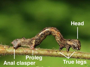 Caterpillar parts - Geometridae