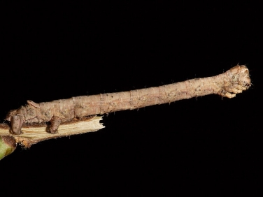 1920 Scalloped Hazel (Odontopera bidentata) brown form of caterpillar