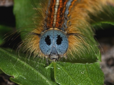caterpillar identification