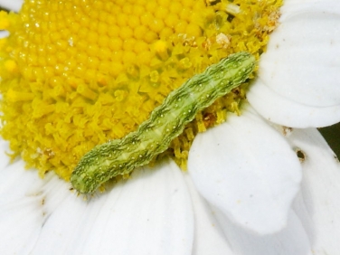Chamomile Shark caterpillar (Cucullia chamomillae) early instar on Sea Mayweed © Steve Ogden