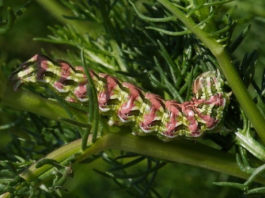 2214 Chamomile Shark (Cucullia chamomillae) fully grown caterpillar