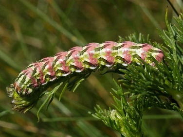 chamomile-shark-fully-grown-caterpillar-on-sea-mayweed-1251