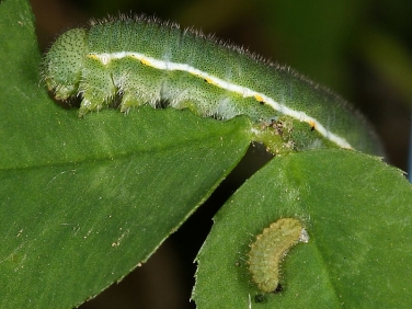 Common Blue and Clouded Yellow butterfly caterpillars feeding on clover