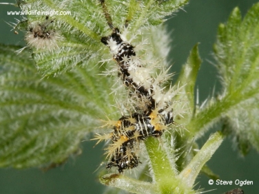 1598 Comma Butterfly (Polygonia c-album) - 10mm caterpillar