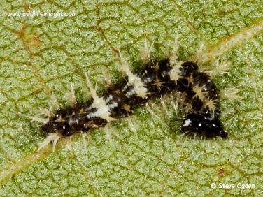 1598 Comma Butterfly (Polygonia c-album) - 4 mm caterpillar