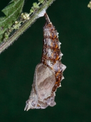 1598 Comma butterfly (Polygonia c-album) - caterpillar or larva pupating