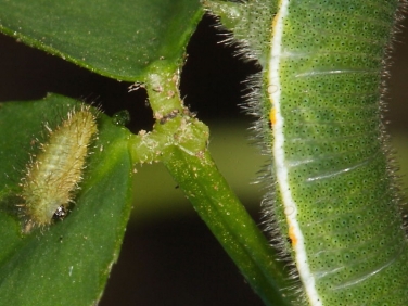 Common Blue and Clouded Yellow butterfly caterpillars feeding on clover