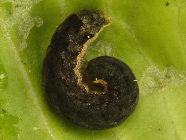 2154 Cabbage Moth (Mamestra brassicae) fully grown dark form of caterpillar