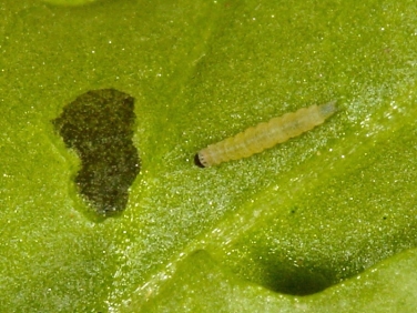 0464 Diamond-back Moth (Plutella xylostella) 3 day old caterpillar