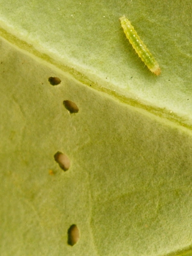 0464 Diamond-back Moth (Plutella xylostella) caterpillar and feeding holes
