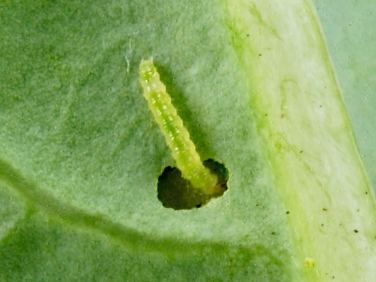 0464 Diamond-back Moth (Plutella xylostella) caterpillar feeding