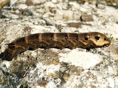1991 Elephant Hawk-moth (Deilephila elpenor) caterpillar - brown form basking in the sun