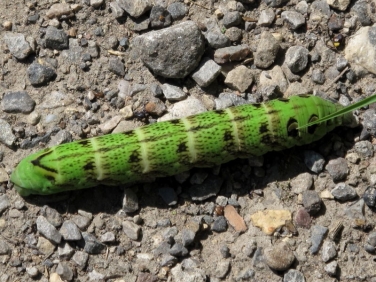 1991 Elephant Hawk-moth (Deilephila elpenor) - green form of caterpillar recorded by m-haddock at Old Moor RSPB reserve