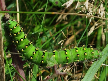 1643 Emperor Moth (Saturnia pavonia) - late instar caterpillar