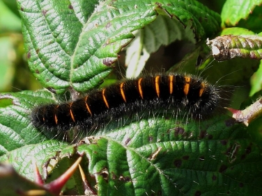 1638 Fox Moth (Macrothylacia rubi) - caterpillar - mid instar