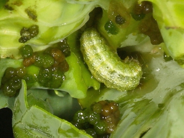 1356 Garden Pebble (Evergestis forficalis) caterpillar feeding in heart of cabbage