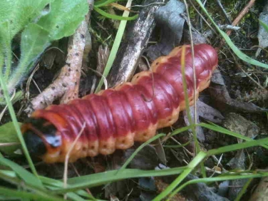 162 Goat Moth (Cossus cossus) caterpillar searching for place to overwinter prior to pupating © P.Sellens