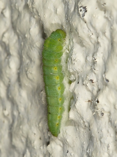 1551 Green-veined White (Pieris napi) - larva