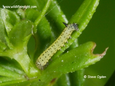 1984 Hummingbird Hawk-moth (Macroglossum stellatarum) 1 day old caterpillar