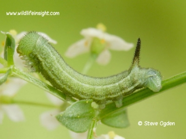 1984 Hummingbird Hawk-moth (Macroglossum stellatarum) 11 day old 12mm caterpillar