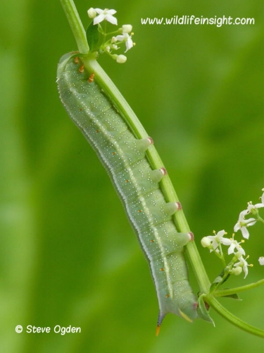 1984 Hummingbird Hawk-moth (Macroglossum stellatarum) 20mm caterpillar