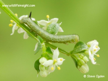 1984 Hummingbird Hawk-moth (Macroglossum stellatarum) 6 day old 7mm caterpillar