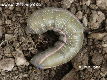 Hummingbird Hawk-moth (Macroglossum stellatarum) pre-pupating caterpillar © Steve Ogden
